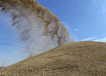 Government Intervenes as Rains Threaten Harvest: Fuel, Logistics, and Price Controls Mobilized for Grain Salvage