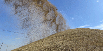 Government Intervenes as Rains Threaten Harvest: Fuel, Logistics, and Price Controls Mobilized for Grain Salvage