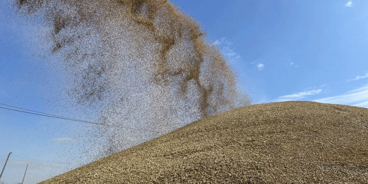 Government Intervenes as Rains Threaten Harvest: Fuel, Logistics, and Price Controls Mobilized for Grain Salvage