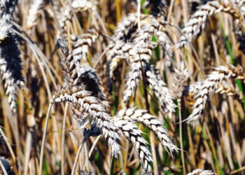 Siberian Surplus: How Omsk Farmers are Turning Record Yields into Export Opportunities