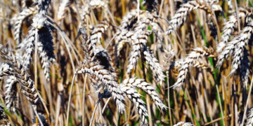 Siberian Surplus: How Omsk Farmers are Turning Record Yields into Export Opportunities