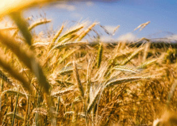 Beyond the Hype: Data-Driven Variety Selection with the K-State 2025 Wheat Guide