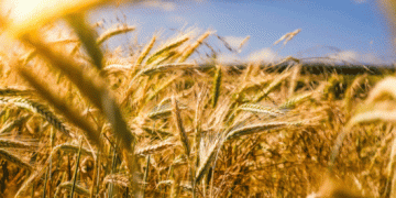 Beyond the Hype: Data-Driven Variety Selection with the K-State 2025 Wheat Guide