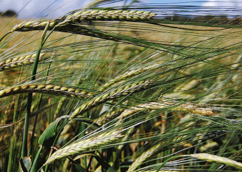 Beyond Harvest: How Cover Crops Slash Soil Erosion by 99% on Sloped Fields