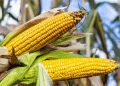 Two Ears Where There Was One: Russian Corn Hybrids Break Yield Barriers in Extreme Conditions