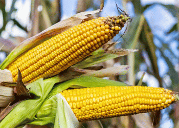 Two Ears Where There Was One: Russian Corn Hybrids Break Yield Barriers in Extreme Conditions