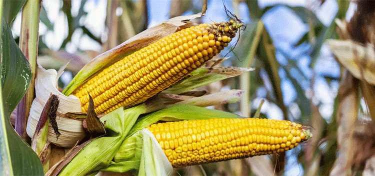 Two Ears Where There Was One: Russian Corn Hybrids Break Yield Barriers in Extreme Conditions