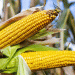 Two Ears Where There Was One: Russian Corn Hybrids Break Yield Barriers in Extreme Conditions