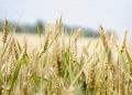 Beyond the Monocrop: Can Wheat Variety Blends Boost Yield, Quality, and Sustainability?