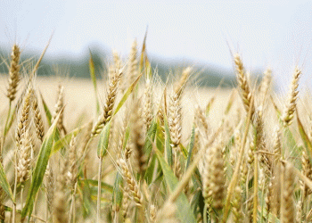 Beyond the Monocrop: Can Wheat Variety Blends Boost Yield, Quality, and Sustainability?