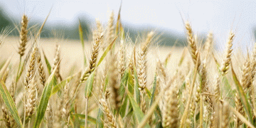 Beyond the Monocrop: Can Wheat Variety Blends Boost Yield, Quality, and Sustainability?