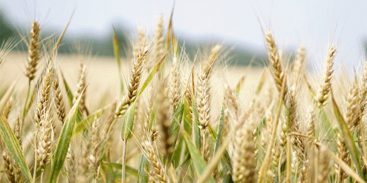 Beyond the Monocrop: Can Wheat Variety Blends Boost Yield, Quality, and Sustainability?