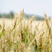 Beyond the Monocrop: Can Wheat Variety Blends Boost Yield, Quality, and Sustainability?