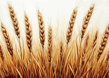 From Grain to Polymer: A 29-Billion-Ruble Bet on Bioplastics in Voronezh