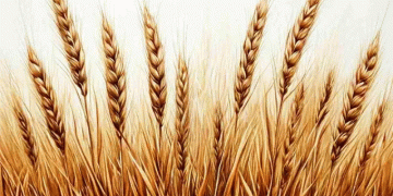 From Grain to Polymer: A 29-Billion-Ruble Bet on Bioplastics in Voronezh