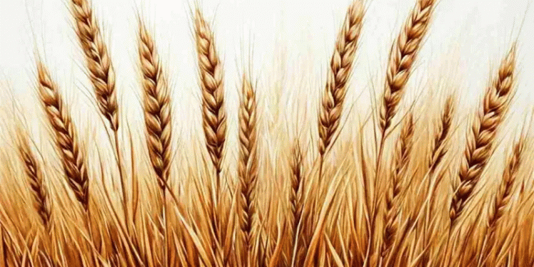 From Grain to Polymer: A 29-Billion-Ruble Bet on Bioplastics in Voronezh