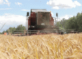 Belarus Nears Record 9-Million-Ton Harvest, Showcasing Robust Grain and Forage Yields