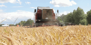 Belarus Nears Record 9-Million-Ton Harvest, Showcasing Robust Grain and Forage Yields