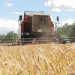 Belarus Nears Record 9-Million-Ton Harvest, Showcasing Robust Grain and Forage Yields