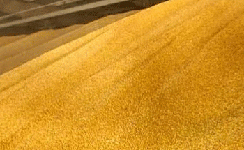 Russia’s Harvest Surges Past 105 MMT, Government Backs Record-Breaking Season with $1.3 Billion in Support