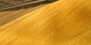 Russia’s Harvest Surges Past 105 MMT, Government Backs Record-Breaking Season with $1.3 Billion in Support