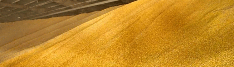 Russia’s Harvest Surges Past 105 MMT, Government Backs Record-Breaking Season with $1.3 Billion in Support