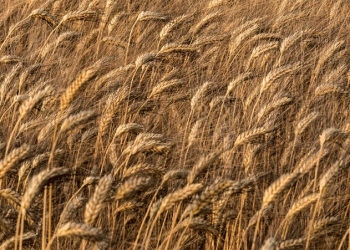 Indonesia’s Wheat Gamble: Can Tropical Wheat Cultivation Reduce a 12-Million-Ton Import Dependency?