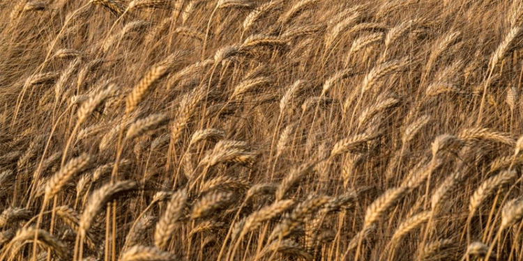 Indonesia’s Wheat Gamble: Can Tropical Wheat Cultivation Reduce a 12-Million-Ton Import Dependency?