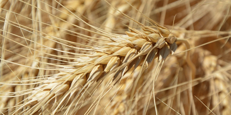 Beyond Yield: Pakistan’s Biofortified Wheat Revolution Targets Hidden Hunger
