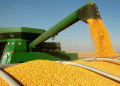 Corn Harvest 2024: Minsk Region Targets 800,000 Tons Amid Climate Challenges