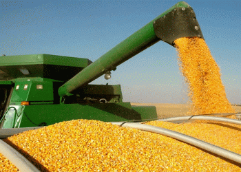 Corn Harvest 2024: Minsk Region Targets 800,000 Tons Amid Climate Challenges