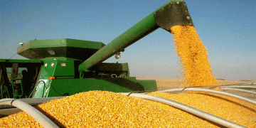 Corn Harvest 2024: Minsk Region Targets 800,000 Tons Amid Climate Challenges