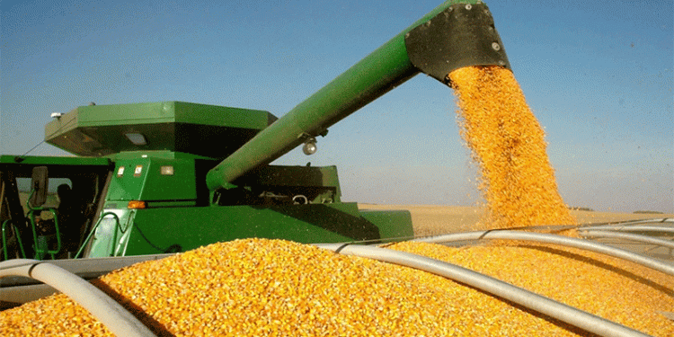 Corn Harvest 2024: Minsk Region Targets 800,000 Tons Amid Climate Challenges