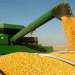 Corn Harvest 2024: Minsk Region Targets 800,000 Tons Amid Climate Challenges