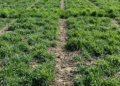 Hybrid Rye Revisited: New Data on Yield Potential, Nitrogen Response, and Agronomic Management