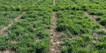 Hybrid Rye Revisited: New Data on Yield Potential, Nitrogen Response, and Agronomic Management