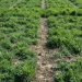 Hybrid Rye Revisited: New Data on Yield Potential, Nitrogen Response, and Agronomic Management