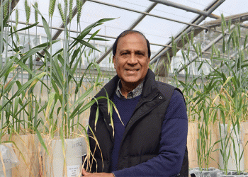 Beyond the Yield Ceiling: How Root System Optimization is Revolutionizing Nitrogen Use Efficiency in Wheat