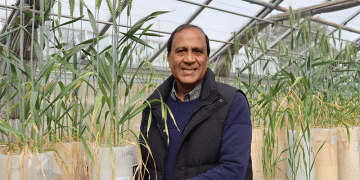 Beyond the Yield Ceiling: How Root System Optimization is Revolutionizing Nitrogen Use Efficiency in Wheat