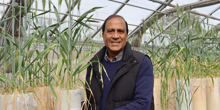 Beyond the Yield Ceiling: How Root System Optimization is Revolutionizing Nitrogen Use Efficiency in Wheat