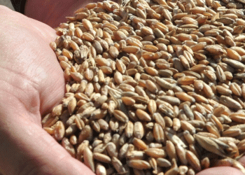 Bashkiria’s Bumper Harvest: 3.1 Million Tonnes and the Districts Leading the Way