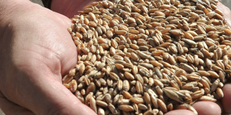 Bashkiria’s Bumper Harvest: 3.1 Million Tonnes and the Districts Leading the Way