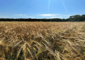 Harvest 2024 in Focus: EAO’s Grain Campaign Reveals Key Yield Trends and Regional Strategies