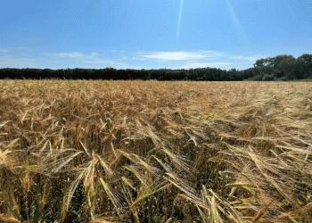 Harvest 2024 in Focus: EAO’s Grain Campaign Reveals Key Yield Trends and Regional Strategies