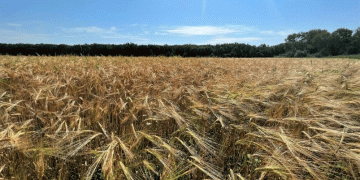Harvest 2024 in Focus: EAO’s Grain Campaign Reveals Key Yield Trends and Regional Strategies
