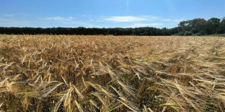 Harvest 2024 in Focus: EAO’s Grain Campaign Reveals Key Yield Trends and Regional Strategies