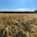 Harvest 2024 in Focus: EAO’s Grain Campaign Reveals Key Yield Trends and Regional Strategies