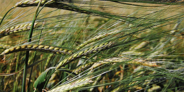 The Rye Renaissance: From Staple Feed to Premium Product in a Shifting Market