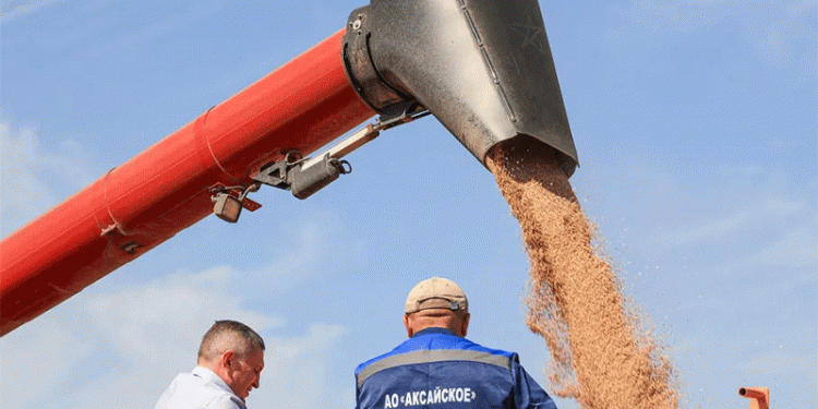 The Bumper Crop Paradox: Record Russian Harvests Squeeze Global Grain Margins