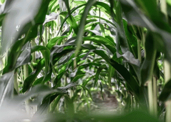 Seed Sovereignty: How Kabardino-Balkaria Aims to Supply 25% of Russia’s Corn Seed Market